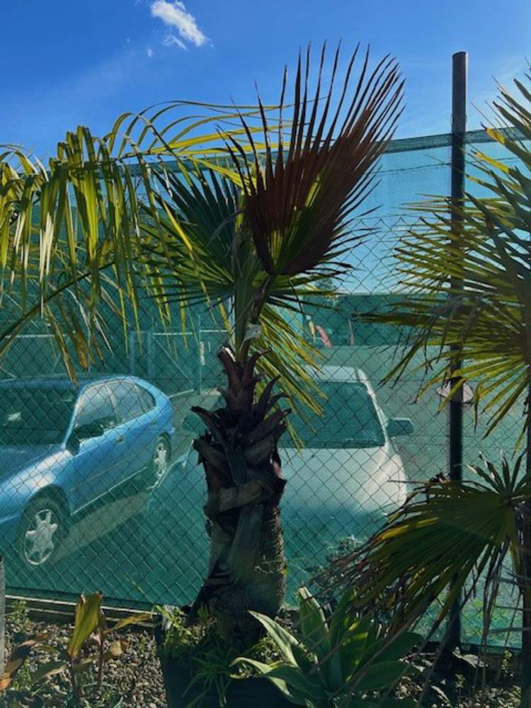 Washingtonia Palm image 0